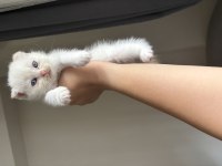 Scottish Fold Yavrular