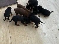 2,5 AYLIK SAFKAN DOBERMAN