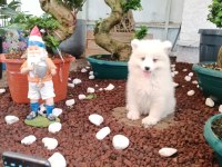 AYİ YAVRUSU SAMOYED A KALİTE IRK