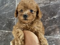 Orjinal toy poodle bebekler