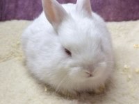 CÜCE NETHERLAND DWARF TAVŞAN YAVRULARIMIZ
