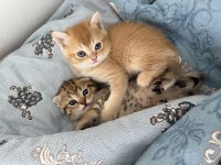 Golden British Scottish Fold