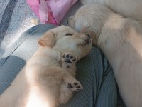 Çok güzel golden retriever bebekler