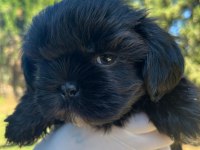 Shih tzu Yavru Köpeğimiz