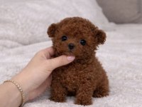 Teacup Poodle Yavrumuz