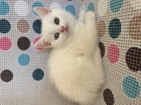 Odd eyes - scottish fold