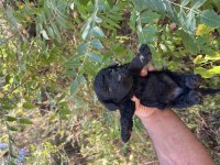 Toy poodle çok tatlı yavrularımız