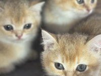 Sarı renkte ny12 british shorthair bebekler