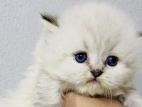 By1125 şecereli british longhair