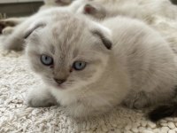 Scottish fold silver