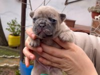 SAFKAN EGZOTİK FRENCH BULLDOG YAVRULARIM REZERVEDE