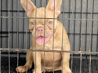 SAFKAN ÖZEL FRENCH BULLDOG