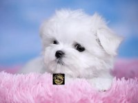 Maltese (Malta) Yavrularımız