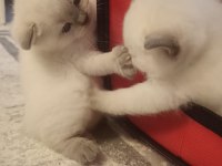 British shorthair blue point yavrumuz