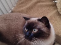 Orijinal British Shorthair