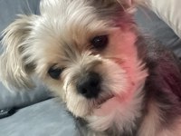 ÜCRETSİZ SAHİPLENDİRİYORUM YORKSHİRE KÖPEĞİMİ