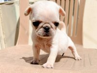 BLACK TAN PLATİNİUM CHOCO CARRİER ERKEK EGZOTİC PUG