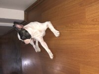 6 aylık french bulldog