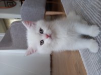 British longhair erkek yavrum