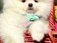 Pomeranian boo yavrular