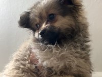Pomeranian Köpeğimiz