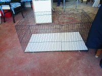 2,5 aylık erkek peru guinea pig bütün eşyaları ile