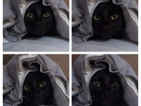 ACİL! Siyah Bir Pumaya (Kedi) arkadaş olur musunuz?