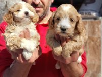 Maltipoo yavrularım