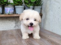 Erkek Maltese