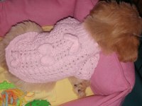 0 numara mini boy mükemmel ırk maltipoo yavru
