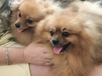 Pomeranian Boo 50 Günlük