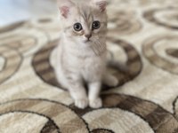 British shorthair kızımın yavrusu