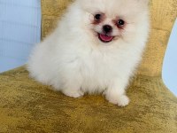 İki aylık yavru pomeranian