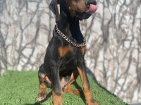 DOBERMAN DİŞİ ERKEK KİNG YAVRU