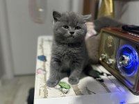 Ayı Sırat Harika Gen Hattına Sahip British Shorthair Kediler