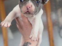French bulldog yavrularım