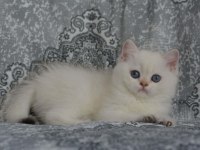 ERKEK GOLDEN POINT BRITISH SHORTHAIR