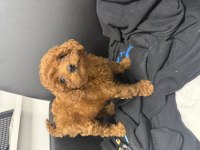 Bebek Poodle Köpeğimiz