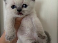 45 günlük teslime hazır british shorthair yavrular