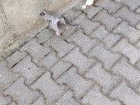 Takım 2 adet de yavrusu oyunlu anne baba güvercin