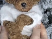 Toy Poodle Köpeğimiz