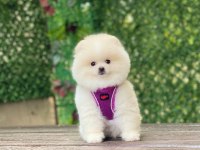 Pomeranian Teddy Face Yavrularımız