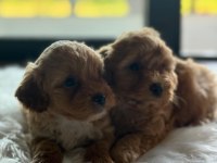 Maltipoo yavru