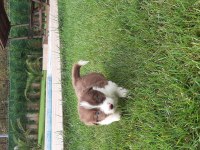 Border Collie Yavruları Istanbul  