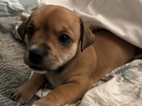 Ücretsiz Sahiplendirme Yavru Köpek Ömürlük Yuva