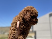 Wc eğitimli toy poodle yavrularımız ziyarete açık
