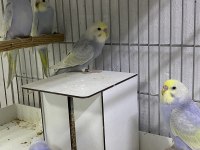 Rainbow muhabbet kuşu yavrular