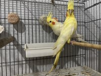 Bakıcı Çift Vakit ayıramadığım için ilanda