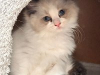 ÖZEL OLMAK İSTEYENLERE RAGDOLL YAVRULAR