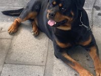 Orjinal rottweiler Maylo oğlumuza eş arıyoruz scrli